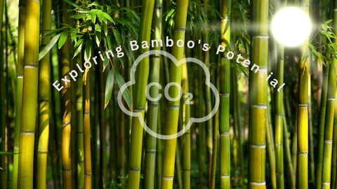 Bamboo in Renewable Energy: Exploring Biofuel Potential