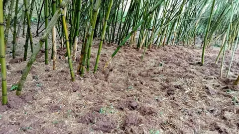 Climate Change Resilience: Adapting Bamboo Cultivation Practices