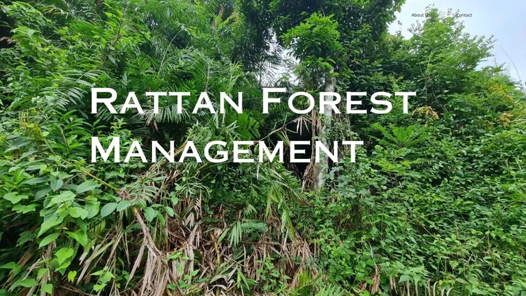 Rattan Forest Management: Balancing Conservation and Utilization